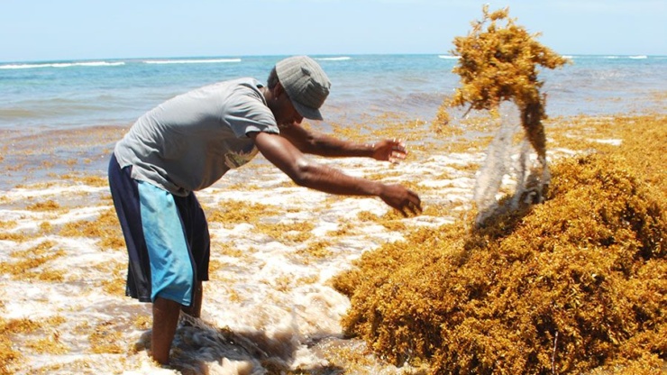 República Dominicana y México impulsan cooperación para enfrentar el sargazo en el Caribe